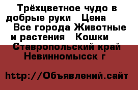 Трёхцветное чудо в добрые руки › Цена ­ 100 - Все города Животные и растения » Кошки   . Ставропольский край,Невинномысск г.